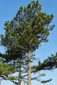 Low angle view of trees against clear sky