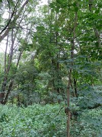 View of trees in forest