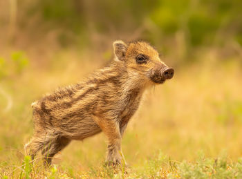 Side view of an animal on land