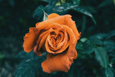 Close-up of orange rose