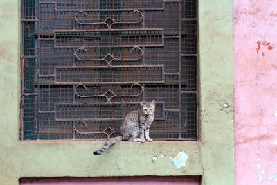 Portrait of a cat sitting on brick wall