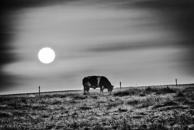 Horses grazing in the field