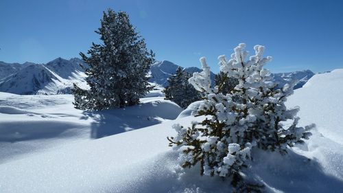 Snow covered plants by trees against sky