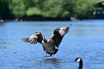 Duck swimming in lake