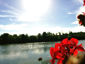 Close-up of red flowers against calm lake