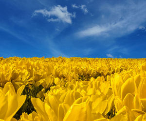 Scenic view of tulip field against sky like a symbol of ukrainian flag