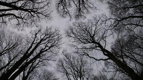 Low angle view of silhouette bare trees in forest against sky