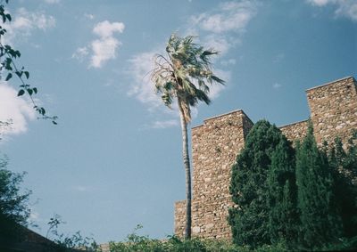 Low angle view of palm trees and plants against sky