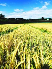 Scenic view of wheat field against sky