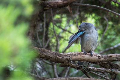 Close-up of bird perching on tree