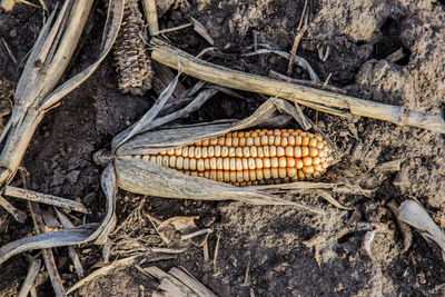 High angle view of corn on land