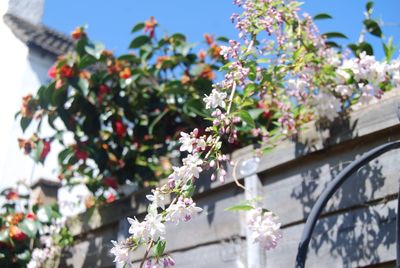 Low angle view of pink flowering tree against sky