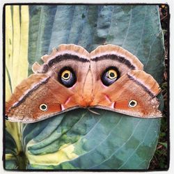 Close-up portrait of an animal