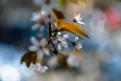 Close-up of white flowering plant