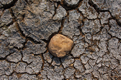 High angle view of pebbles on rock