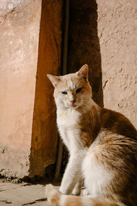 Cat sitting on wall