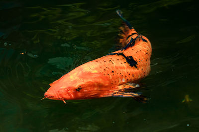 Fish swimming in a lake