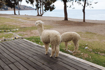 Close-up of sheep standing on grass against trees