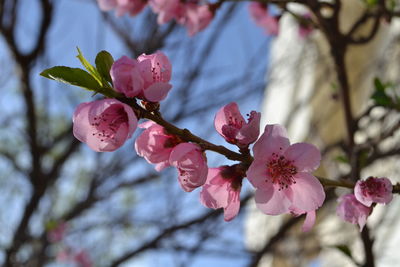 Picturesque pink peach blossoms