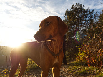 View of a dog looking away on field