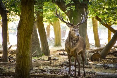 View of deer standing on tree trunk