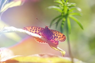 Close-up of butterfly on plant
