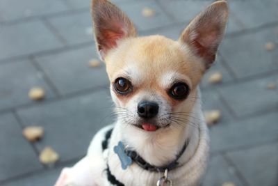 Close-up portrait of dog