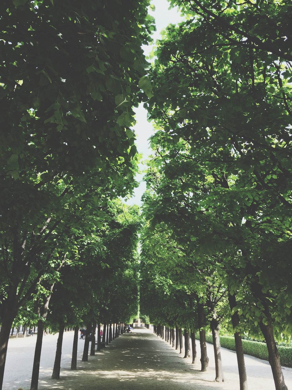 the way forward, tree, diminishing perspective, treelined, vanishing point, road, transportation, growth, tranquility, footpath, in a row, nature, empty road, long, street, empty, tranquil scene, green color, tree trunk, pathway