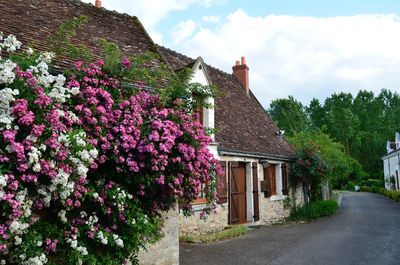 Pink flowering plants by building against sky