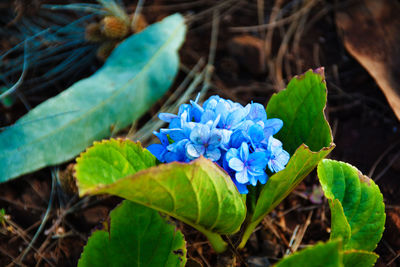 Close-up of blue flowering plant