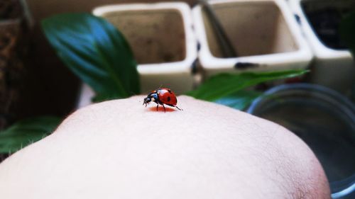 Close-up of ladybug on hand