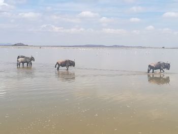 Horses in a lake