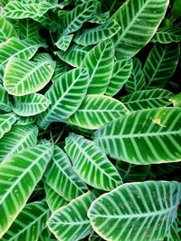 Full frame shot of green leaves