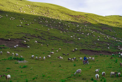 Flock of sheep grazing on field