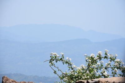 Low angle view of flowering plant against sky