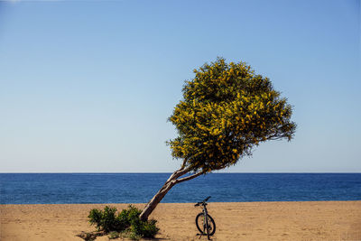 A crooked tree with yellow flowers on a beach in bólnuevo spain with a bicycle