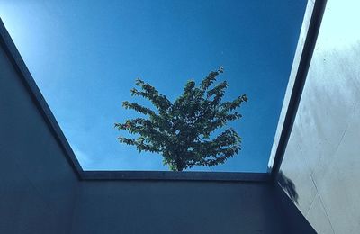 Low angle view of tree against sky