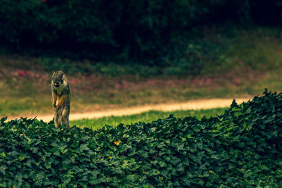 View of lizard on field