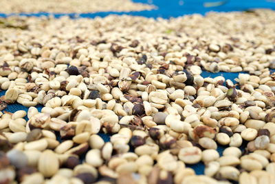 Close-up of raw coffee beans drying