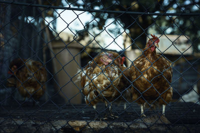 Close-up of hens inside cage