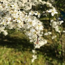 Close-up of white flowers on tree