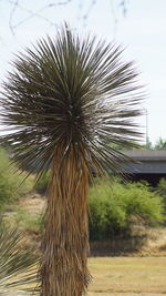 Close-up of palm tree against sky