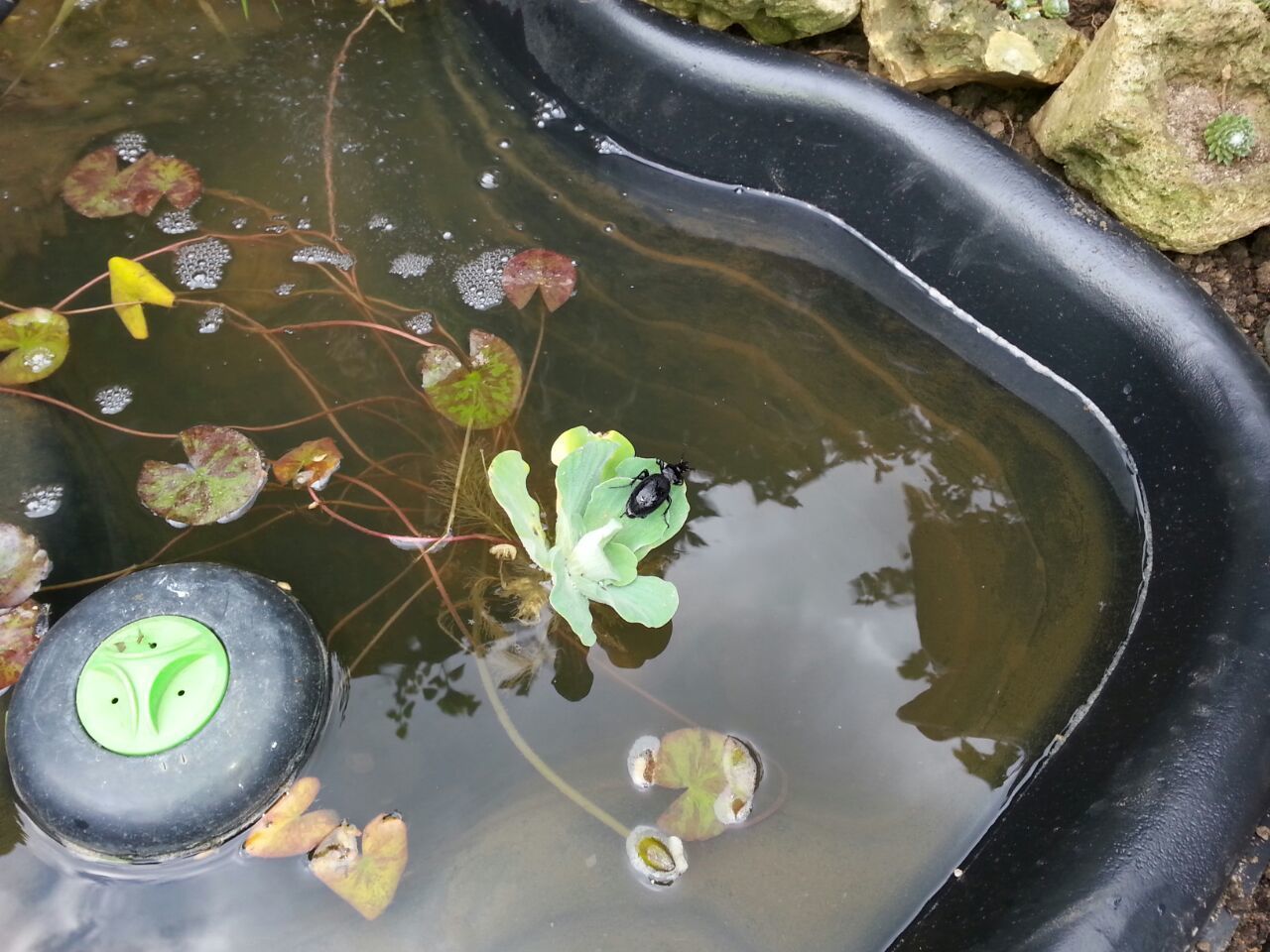 water, reflection, high angle view, pond, wet, leaf, green color, nature, close-up, lake, puddle, drop, day, outdoors, floating on water, part of, plant, standing water, no people, transparent