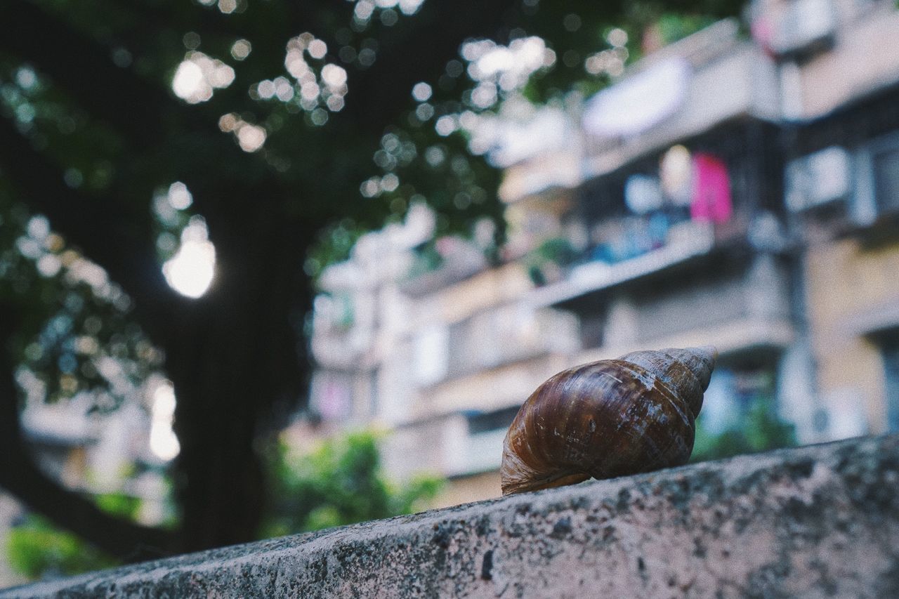 snail, one animal, gastropod, outdoors, day, built structure, focus on foreground, animal themes, building exterior, architecture, no people, animals in the wild, close-up, slug, nature, retaining wall