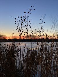 Silhouette plants by lake against sky during sunset