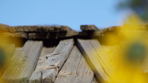 Close-up of yellow wood
