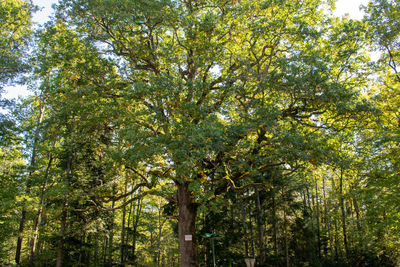 Low angle view of trees in forest