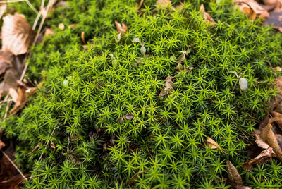 Close up of grass