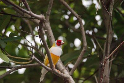 Orange and yellow lady gouldian finch erythrura gouldiae bird on a tree branch.