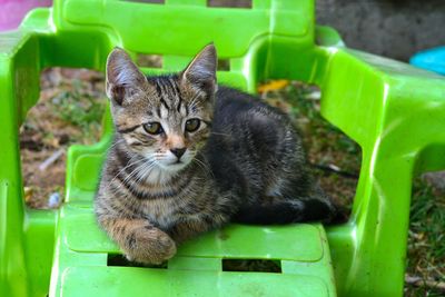 Close-up portrait of cat sitting outdoors